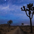 Joshua Trees, California, USA